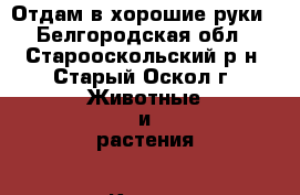 Отдам в хорошие руки - Белгородская обл., Старооскольский р-н, Старый Оскол г. Животные и растения » Кошки   